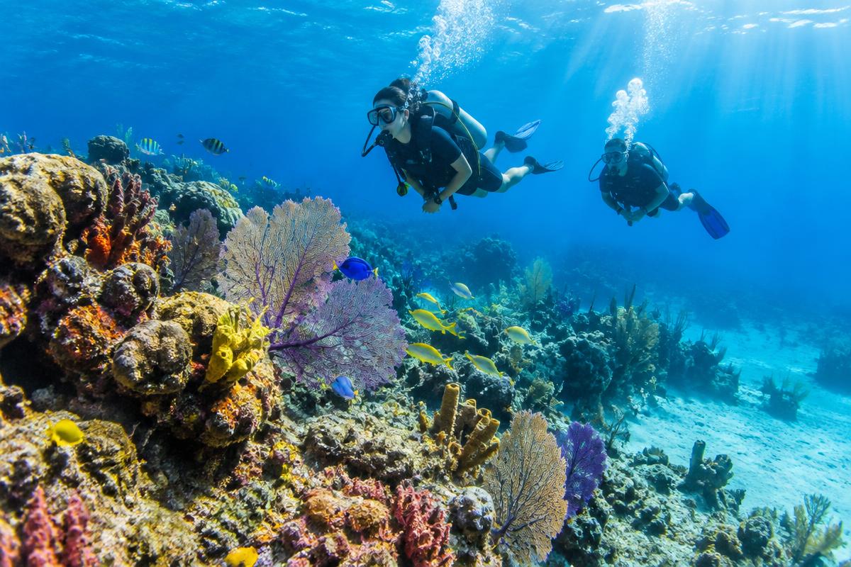 Buzo explorando un arrecife de coral